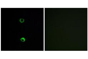 Immunofluorescence analysis of MCF-7 cells, using OR3A2 antibody. (OR3A2 anticorps  (C-Term))