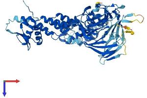 AlphaFold protein structure predicition of Mouse Recombinant Ccin Protein, UniprotID Q8CDE2