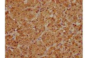 IHC image of ABIN7170757 diluted at 1:100 and staining in paraffin-embedded human adrenal gland tissue performed on a Leica BondTM system.