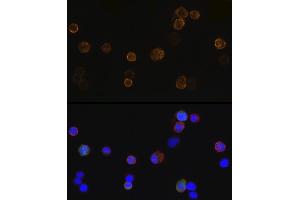 Immunofluorescence analysis of 293T-BC-Flag-GFP-N cells using Mouse anti DDDDK-Tag mAb (ABIN3020558, ABIN3020559, ABIN3020560 and ABIN1512923) at dilution of 1:100 (40x lens). (DYKDDDDK Tag anticorps)