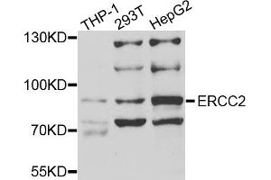 Western blot analysis of extracts of various cell lines, using ERCC2 antibody (ABIN5973287) at 1/1000 dilution. (ERCC2 anticorps)