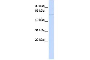ACVR1C antibody used at 1 ug/ml to detect target protein. (ACVR1C/ALK7 anticorps  (N-Term))