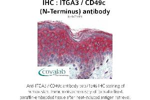 Image no. 2 for anti-Integrin, alpha 3 (ITGA3) (N-Term) antibody (ABIN1736068) (ITGA3 anticorps  (N-Term))