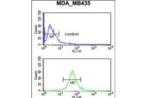 Flow cytometric analysis of MDA-MB435 cells (bottom histogram) compared to a negative control cell (top histogram).