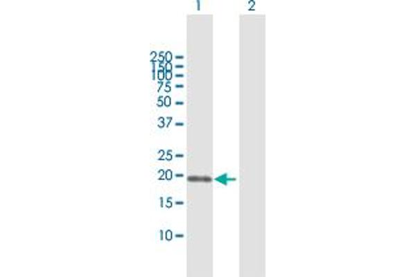 SSH2 antibody  (AA 1-178)