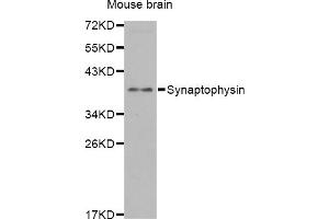 Western blot analysis of extracts of mouse brain, using SYP antibody. (Synaptophysin anticorps)