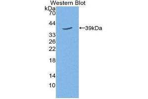 Western Blotting (WB) image for anti-Trophoblast Glycoprotein (TPBG) (AA 34-356) antibody (ABIN2118920) (TPBG anticorps  (AA 34-356))