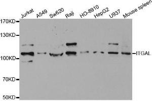 Western blot analysis of extracts of various cell lines, using ITGAL antibody. (ITGAL anticorps  (AA 26-306))