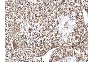 IHC-P Image DYNC1I2 antibody detects DYNC1I2 protein at cytosol on mouse testis by immunohistochemical analysis. (DYNC1I2 anticorps)