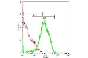 Mouse lung cells probed with Rabbit Anti-phospho-Ron (Tyr1238+Tyr1239) Polyclonal Antibody, FITC Conjugated  at 1:100 for 40 minutes.