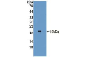 Figure. (HBA1 anticorps  (AA 1-142))