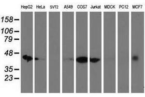 Image no. 2 for anti-DnaJ (Hsp40) Homolog, Subfamily A, Member 2 (DNAJA2) antibody (ABIN1497865) (DNAJA2 anticorps)