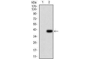 Fig. (ABCB1 anticorps  (AA 632-693))