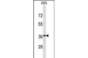 TNNT3 Antibody (C-term) (ABIN1537681 and ABIN2848671) western blot analysis in 293 cell line lysates (35 μg/lane). (TNNT3 anticorps  (C-Term))