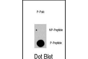 Dot blot analysis of anti-RAF1-p Phospho-specific Pab (R) on nitrocellulose membrane. (RAF1 anticorps  (pTyr341))