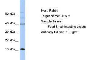 Host: Rabbit Target Name: UFSP1 Sample Tissue: Human Fetal Small Intestine Antibody Dilution: 1ug/ml (UFSP1 anticorps  (C-Term))