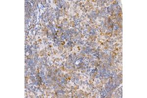 Immunohistochemistry of paraffin-embedded mouse spleen using [KO Validated] TR Rabbit pAb (ABIN3021164, ABIN3021165, ABIN3021166 and ABIN1513640) at dilution of 1:250 (40x lens).