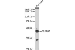Western blot analysis of extracts of Rat heart, using PRK antibody (ABIN6129909, ABIN6146189, ABIN6146191 and ABIN6218391) at 1:1000 dilution. (PRKAG3 anticorps  (AA 1-210))
