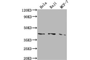 Western Blot Positive WB detected in: Hela whole cell lysate, Raji whole cell lysate, MCF-7 whole cell lysate All lanes: AGTR1 antibody at 1:2000 Secondary Goat polyclonal to rabbit IgG at 1/50000 dilution Predicted band size: 42 kDa Observed band size: 42 kDa (Recombinant Angiotensin II Type-1 Receptor anticorps)