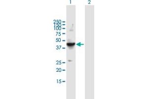 Western Blot analysis of FLOT2 expression in transfected 293T cell line by FLOT2 MaxPab polyclonal antibody. (Flotillin 2 anticorps  (AA 1-379))