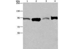 Western Blot analysis of A375 and LoVo cell, Human testis tissue and Hela cell using ELAC2 Polyclonal Antibody at dilution of 1:250 (ELAC2 anticorps)