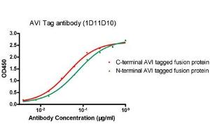 ELISA analysis of N-terminal and C-terminal AVI-tagged fusion proteins using ABIN1574261 (Avi-Tag anticorps)