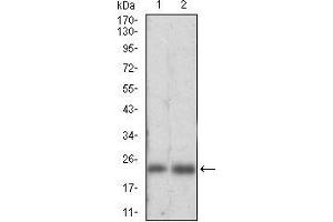 Western blot analysis using FTL mouse mAb against HepG2 (1), K562 (2) cell lysate.