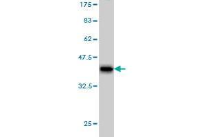 Western Blot detection against Immunogen (36. (PCDHB6 anticorps  (AA 118-217))