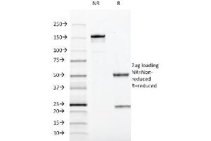 SDS-PAGE Analysis Purified SOX10 Mouse Monoclonal Antibody (SOX10/991).