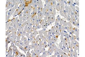 ABIN7096996 and ABIN7101063 at 1/100 staining rat heart tissue by IHC-P. (PARG1 anticorps)