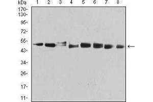 Western blot analysis using PSMC3 mouse mAb against MCF-7 (1), PC-3 (2), T47D (3), SW620 (4), COS7 (5), C6 (6), HELA (7), and A431 (8) cell lysate.