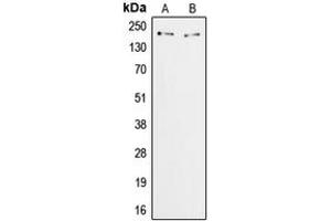Western blot analysis of ZFP106 expression in HeLa (A), COS7 (B) whole cell lysates. (ZFP106 anticorps  (C-Term))