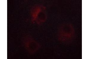 ABIN6267378 staining RL cells by ICC/IF.
