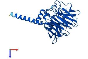 AlphaFold protein structure predicition of Human Recombinant PON2 Protein, UniprotID Q15165