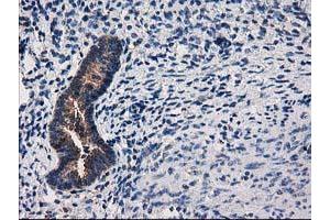 Image no. 11 for anti-ADP-Ribosylation Factor GTPase Activating Protein 1 (ARFGAP1) antibody (ABIN1496679) (ARFGAP1 anticorps)