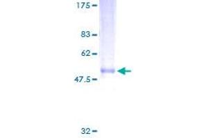 Image no. 1 for Neurexophilin 3 (NXPH3) (AA 1-252) protein (GST tag) (ABIN1313288)