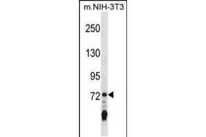 Western blot analysis in mouse NIH-3T3 cell line lysates (35ug/lane). (IL17RA anticorps  (C-Term))