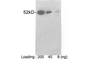 Loading: VSV-G tag fusion protein expressed in E. (VSV-g Tag anticorps)
