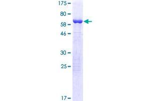 Image no. 1 for ISY1 Splicing Factor Homolog (ISY1) (AA 1-285) protein (GST tag) (ABIN1308149)