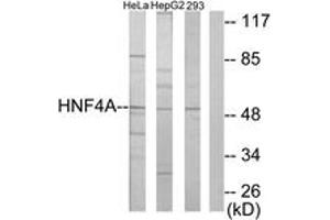 Western blot analysis of extracts from HepG2/HeLa/293 cells, using HNF4 alpha/gamma Antibody. (HNF4 alpha/gamma anticorps  (AA 91-140))