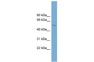 WB Suggested Anti-BBS4 Antibody Titration: 0. (BBS4 anticorps  (Middle Region))