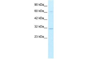 WB Suggested Anti-DBP Antibody Titration: 0. (DBP anticorps  (Middle Region))