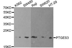 Western Blotting (WB) image for anti-Prostaglandin E Synthase 3 (Cytosolic) (PTGES3) antibody (ABIN1876513) (PTGES3 anticorps)