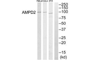 Western blot analysis of extracts from HeLa cells, NIH-3T3 cells and COLO205 cells, using AMPD2 antibody. (AMPD2 anticorps  (Internal Region))