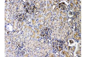 DR5 was detected in paraffin-embedded sections of rat kidney tissues using rabbit anti- DR5 Antigen Affinity purified polyclonal antibody (Catalog # ) at 1 µg/mL.