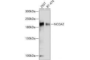 Western blot analysis of extracts of various cell lines using NCOA2 Polyclonal Antibody at dilution of 1:1000. (NCOA2 anticorps)