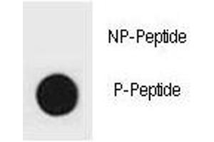 Dot blot analysis of phospho-p27Kip1 antibody.
