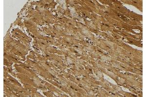 ABIN6274735 at 1/100 staining Mouse muscle tissue by IHC-P. (MRPL21 anticorps  (Internal Region))