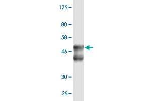 Western Blot detection against Immunogen (52.