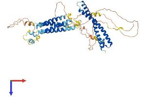AlphaFold protein structure predicition of Mouse Recombinant Ocln Protein, UniprotID Q61146